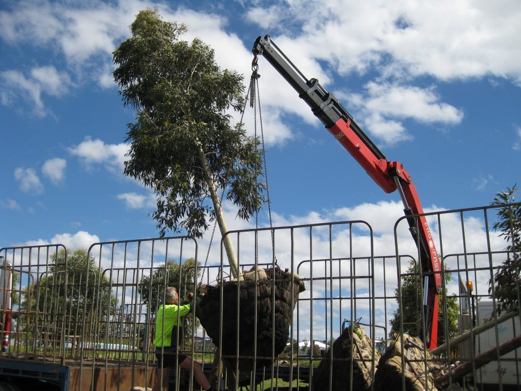 transplanting trees craigieburn melbourne - ETT - 2