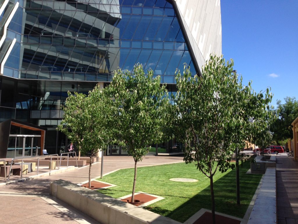 Adelaide City Council Established Tree Planting - 2